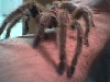 harriet 2